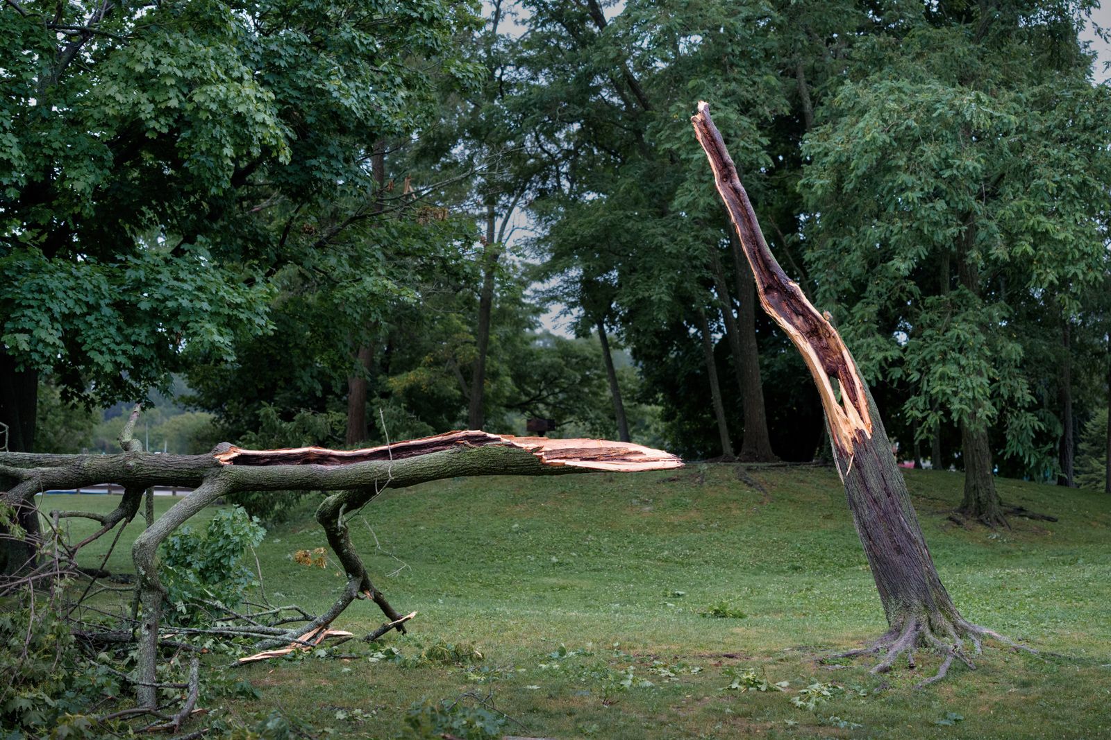 Storm damaged tree split in a park