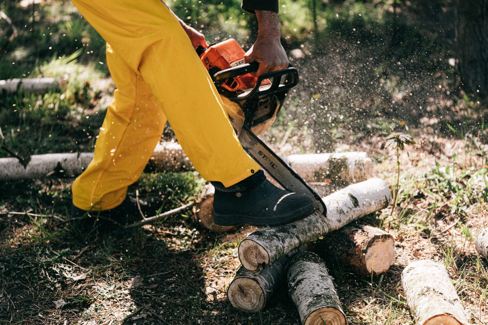 Hemlock recovery program