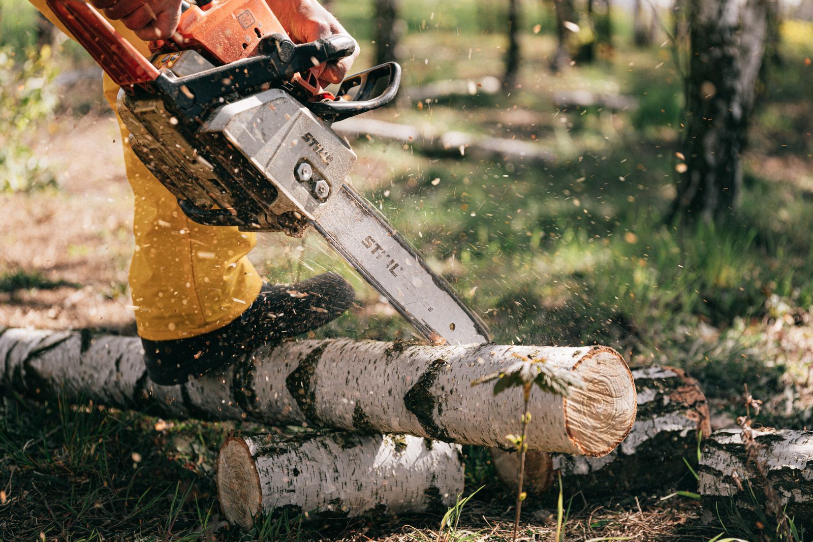 Tree Removal by Canopy & Crown arborists